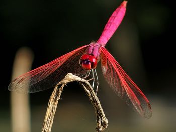 Close-up of insect on red leaf