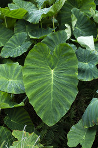 Full frame shot of green leaves