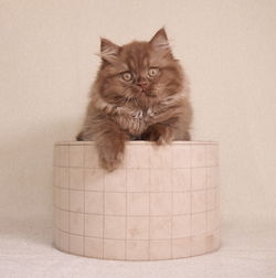 Portrait of cat against white background