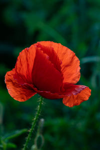 Close-up of red poppy flower