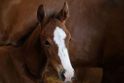 Close-up portrait of horse