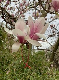 Close-up of pink cherry blossoms in spring