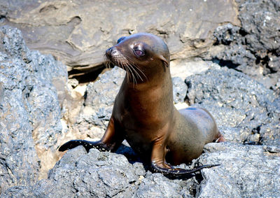 Sea lion on rock