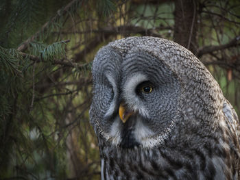 Close-up portrait of an animal