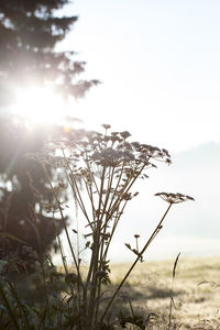 Close-up of plant on field against clear sky