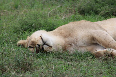 View of a sleeping cat