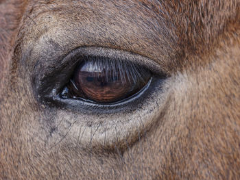 Brown horse to feed on a pasture near a mountain farm.