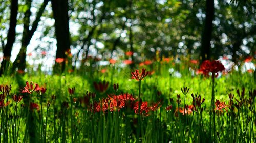 Close-up of red flowering plants on field