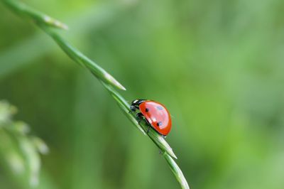 Close-up of ladybug on grass