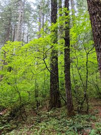 Trees in forest