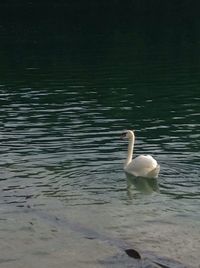 Swan swimming in lake