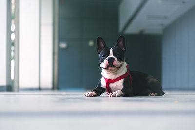 Portrait of a dog lying on floor