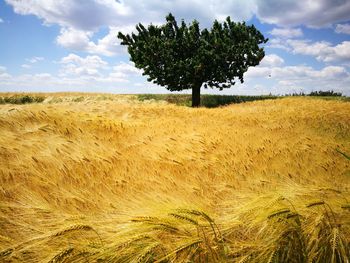 Scenic view of agricultural field against sky