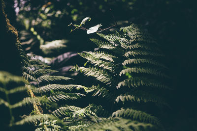 Close-up of fern leaves