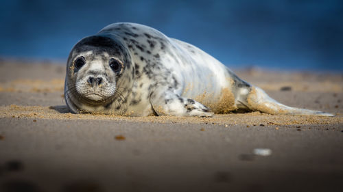 Close-up of a animal resting on beach