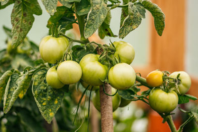 Fresh bio green tomatoes in a greenhouse, close up, vertical