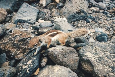 High angle view of barbary ground squirrel on rocks