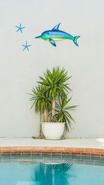 View of dolphin and starfish art on gray wall with small potted palm tree next to swimming pool
