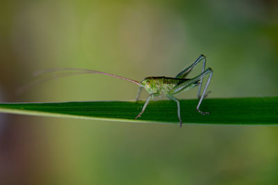 Close-up of insect on leaf