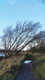 Bare trees on grassy field