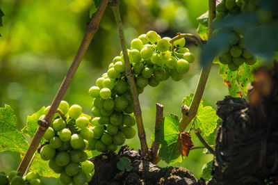 Close-up of grapes growing in vineyard