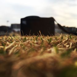 Close-up of grass on field