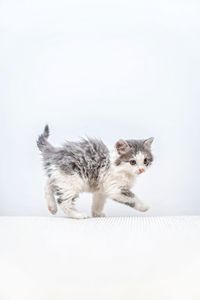 Cat lying on white background