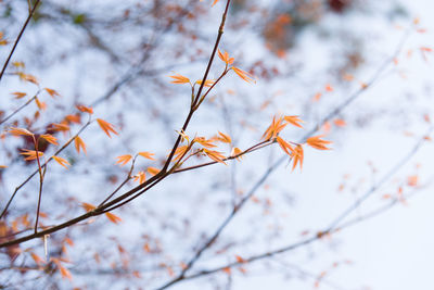 Low angle view of maple tree against sky