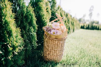 Beautiful wicker basket of flowers on green grass in summer