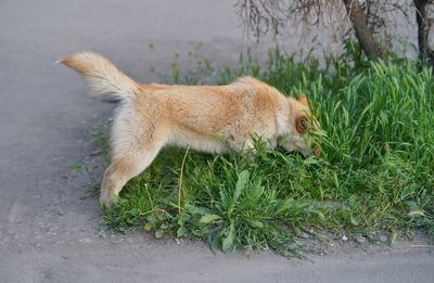 Side view of a cat on field