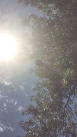 Sun shining through trees