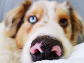 Close-up portrait of dog sticking out tongue