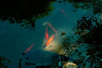 High angle view of fish swimming in sea