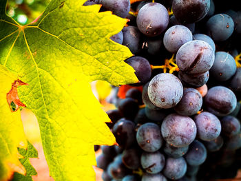 Close-up of grapes