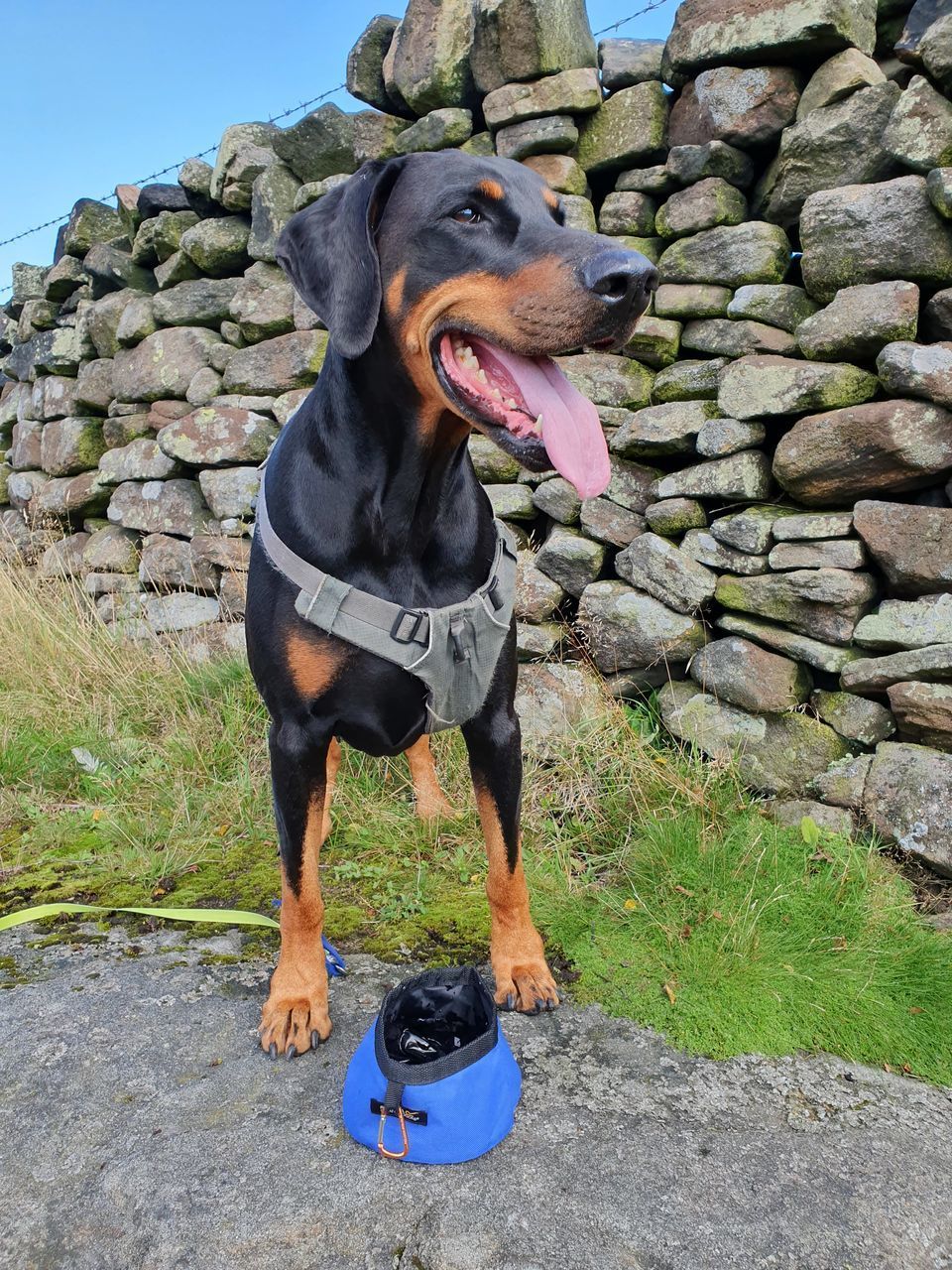 FULL LENGTH OF DOG STANDING ON ROCK