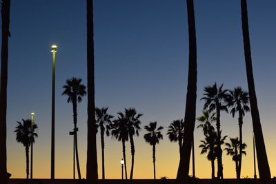 Silhouette of palm trees at sunset