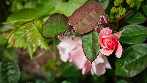 Close-up of pink rose leaves