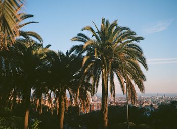 Palm trees against sky