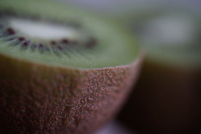 Macro shot of purple flowering plant