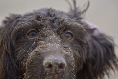 Close-up portrait of dog