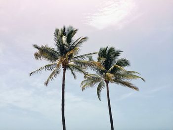 Low angle view of tall coconut palm tree against sky