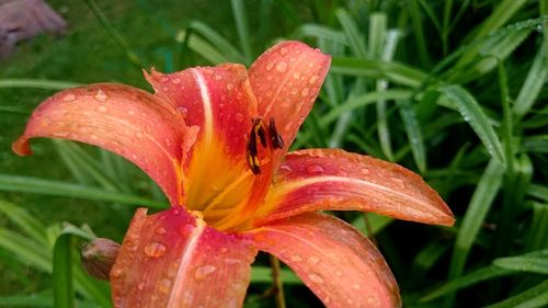 Close-up of wet lily growing on field