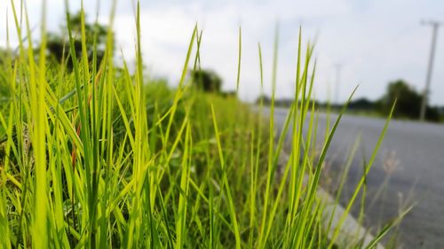 Close-up of grass on field against sky