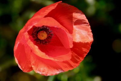 Close-up of red poppy flower