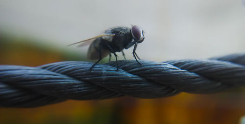 Close-up of hand holding insect