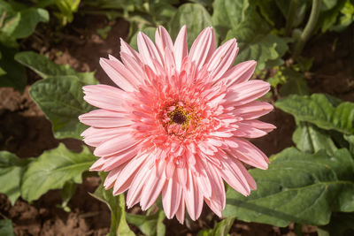 Close-up of insect on pink flower