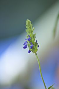 Close-up of fresh flower