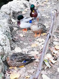 High angle view of mallard duck