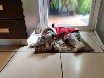 Dog relaxing at home in christmas