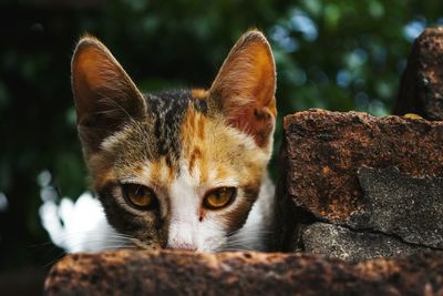 Close-up portrait of cat on rock